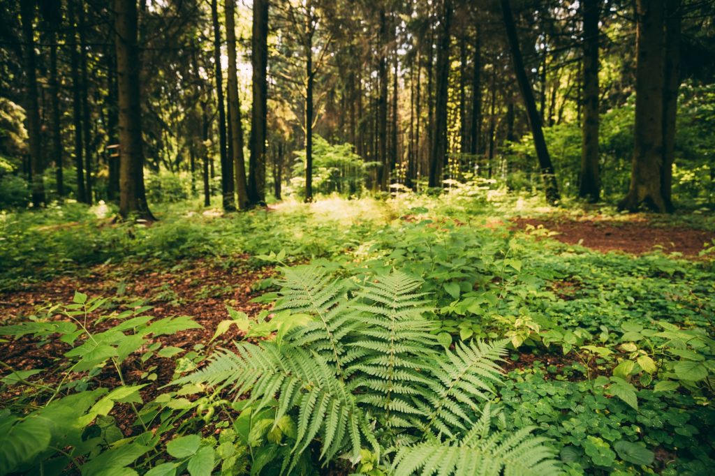 Ferns Leaves Green Foliage In Summer Coniferous Forest. Green Fe