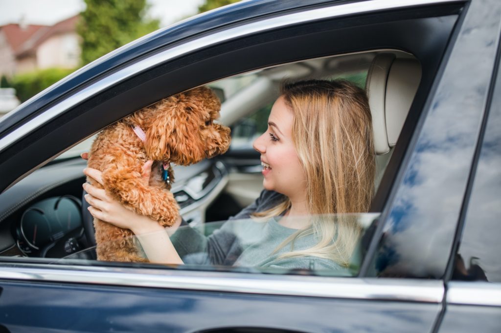 Young woman driver with a dog sitting in car